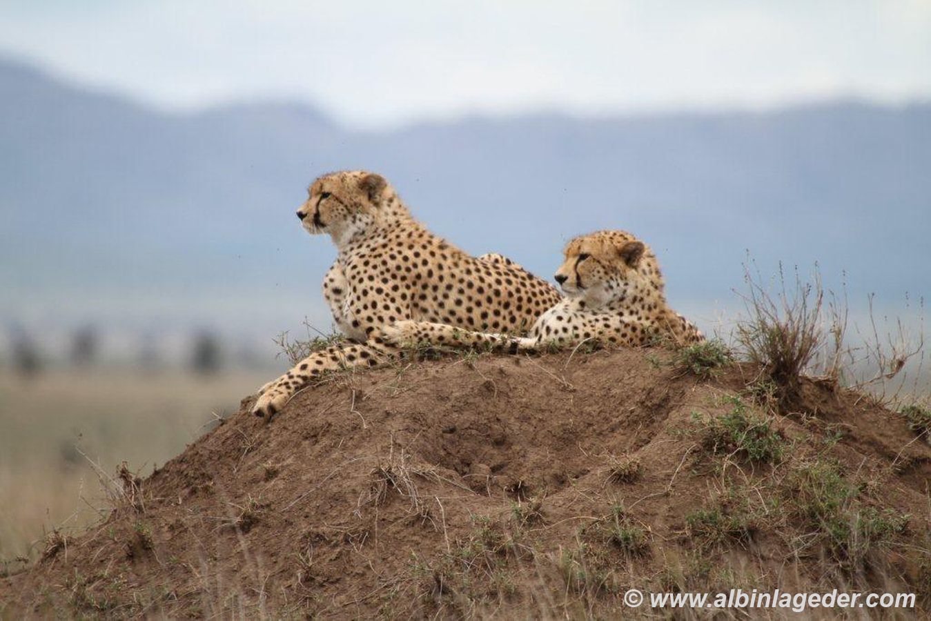 Tanzania